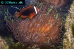 macrodactyla spp long tentacle anemone macrodactyla spp long tentacle anemone