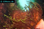macrodactyla spp long tentacle anemone macrodactyla spp long tentacle anemone