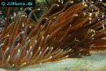 macrodactyla spp long tentacle anemone macrodactyla spp long tentacle anemone