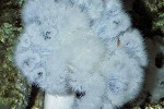 metridium farcimen plumose anemone metridium farcimen plumose anemone
