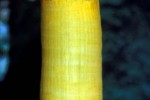 metridium senile frilled clonal plumose anemone metridium senile frilled clonal plumose anemone