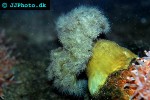 metridium senile frilled clonal plumose anemone metridium senile frilled clonal plumose anemone