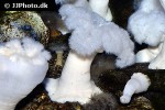 metridium senile frilled clonal plumose anemone metridium senile frilled clonal plumose anemone