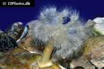 metridium senile frilled clonal plumose anemone metridium senile frilled clonal plumose anemone