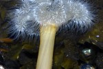 metridium senile frilled clonal plumose anemone metridium senile frilled clonal plumose anemone