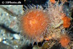 metridium senile frilled clonal plumose anemone metridium senile frilled clonal plumose anemone