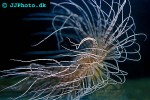 pachycerianthus multiplicatus fireworks anemone pachycerianthus multiplicatus fireworks anemone