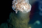 pachycerianthus multiplicatus fireworks anemone pachycerianthus multiplicatus fireworks anemone