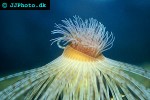 pachycerianthus multiplicatus fireworks anemone pachycerianthus multiplicatus fireworks anemone