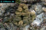 stichodactyla gigantea giant carpet anemone stichodactyla gigantea giant carpet anemone