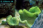 stichodactyla haddoni green carpet anemone stichodactyla haddoni green carpet anemone