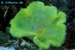 stichodactyla haddoni green carpet anemone stichodactyla haddoni green carpet anemone