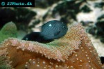 stichodactyla haddoni orange carpet anemone stichodactyla haddoni orange carpet anemone