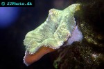 stichodactyla kenti green carpet anemone stichodactyla kenti green carpet anemone