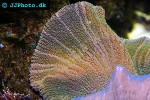 stichodactyla kenti green carpet anemone stichodactyla kenti green carpet anemone