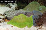 stichodactyla spp carpet anemone stichodactyla spp carpet anemone