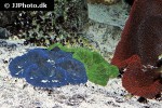 stichodactyla spp carpet anemone stichodactyla spp carpet anemone