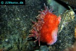 stomphia coccinea swimming anemone stomphia coccinea swimming anemone