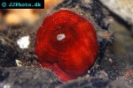 stomphia coccinea swimming anemone stomphia coccinea swimming anemone