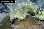 urticina columbiana columbia sand anemone urticina columbiana columbia sand anemone