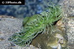 urticina columbiana columbia sand anemone urticina columbiana columbia sand anemone