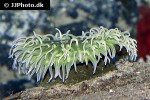 urticina columbiana columbia sand anemone urticina columbiana columbia sand anemone