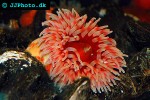 urticina felina dahlia anemone urticina felina dahlia anemone