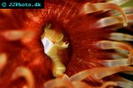 urticina felina dahlia anemone urticina felina dahlia anemone