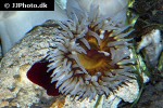 urticina poiscivora fish eating anemone urticina poiscivora fish eating anemone
