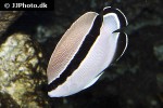 apolemichthys arcuatus apolemichthys arcuatus