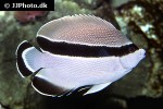 apolemichthys arcuatus apolemichthys arcuatus