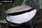 apolemichthys arcuatus apolemichthys arcuatus