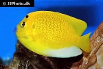 apolemichthys trimaculatus apolemichthys trimaculatus