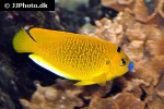 apolemichthys trimaculatus apolemichthys trimaculatus