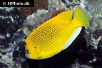 apolemichthys trimaculatus apolemichthys trimaculatus