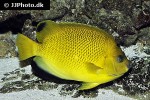 apolemichthys trimaculatus apolemichthys trimaculatus