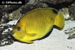 apolemichthys trimaculatus apolemichthys trimaculatus