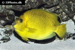 apolemichthys trimaculatus apolemichthys trimaculatus