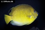 apolemichthys trimaculatus apolemichthys trimaculatus