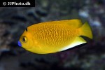 apolemichthys trimaculatus apolemichthys trimaculatus