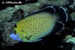 apolemichthys xanthopunctatus apolemichthys xanthopunctatus