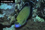 apolemichthys xanthopunctatus apolemichthys xanthopunctatus