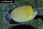 apolemichthys xanthopunctatus apolemichthys xanthopunctatus