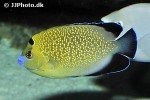apolemichthys xanthopunctatus apolemichthys xanthopunctatus