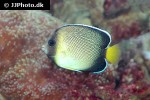 apolemichthys xanthurus apolemichthys xanthurus