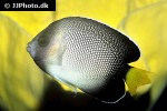 apolemichthys xanthurus apolemichthys xanthurus