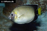 apolemichthys xanthurus apolemichthys xanthurus