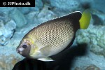 apolemichthys xanthurus apolemichthys xanthurus