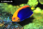 centropyge acanthops centropyge acanthops