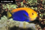 centropyge acanthops centropyge acanthops
